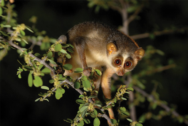 Activities at Wildernest Nature Resort Goa
