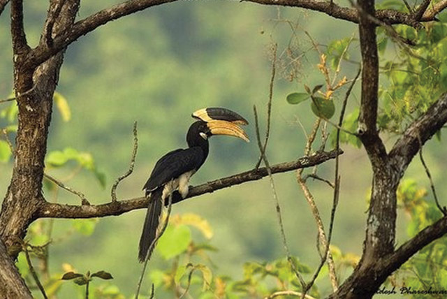 Activities at Wildernest Nature Resort Goa