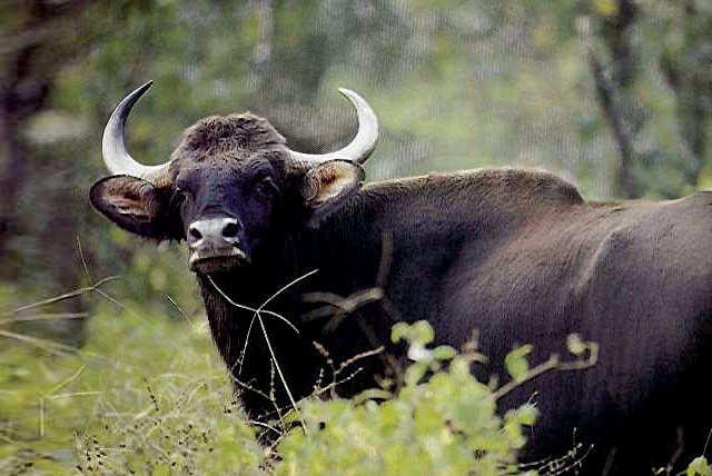 Activities at Wildernest Nature Resort Goa